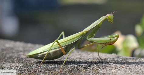 Tout savoir sur la mante religieuse 